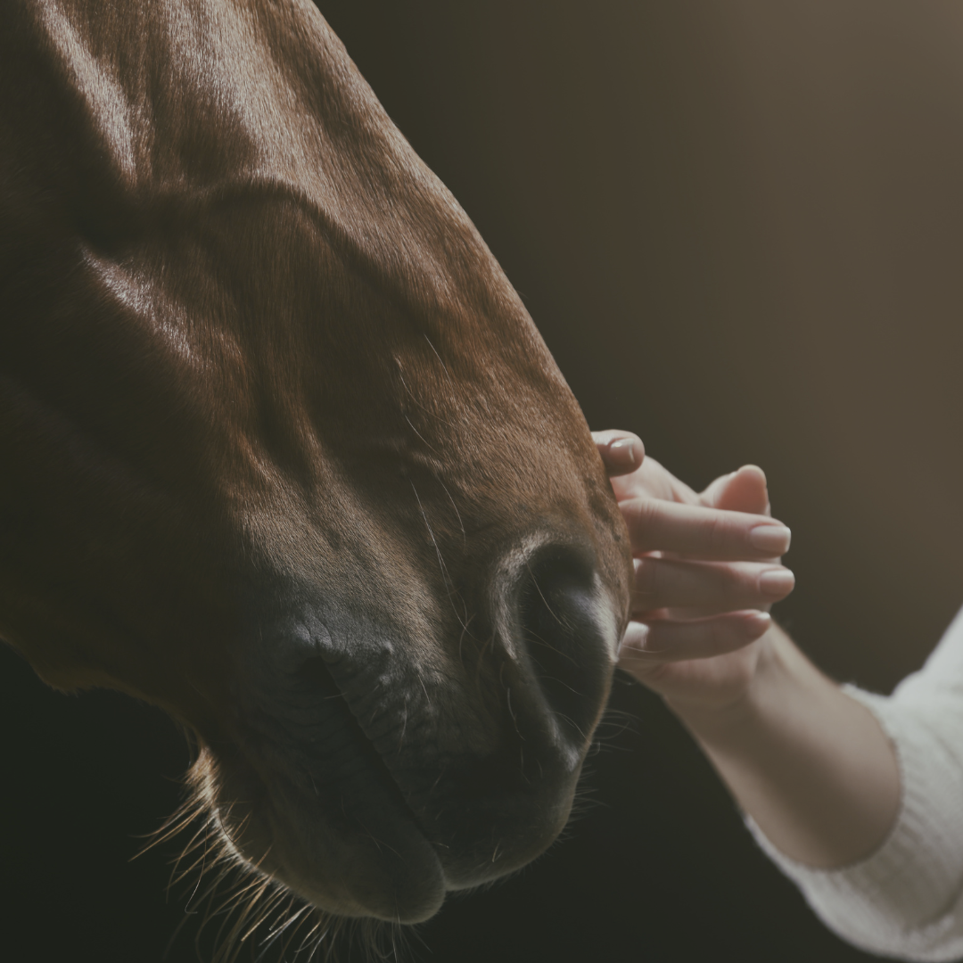 Pferd wird liebevoll berührt – natürliches Insektenspray für das Wohlbefinden von Tieren