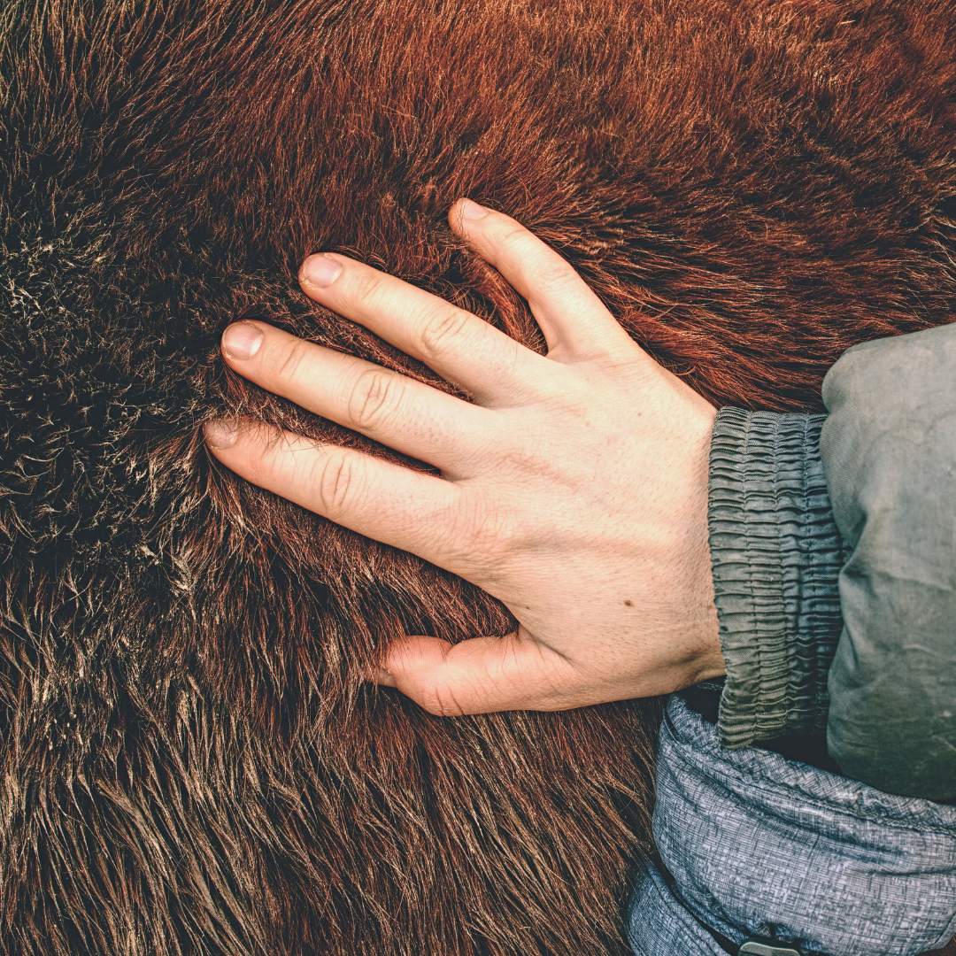 Tierfell wird sanft berührt – Fellspray zur Pflege und Hautberuhigung für Tiere jeder Art