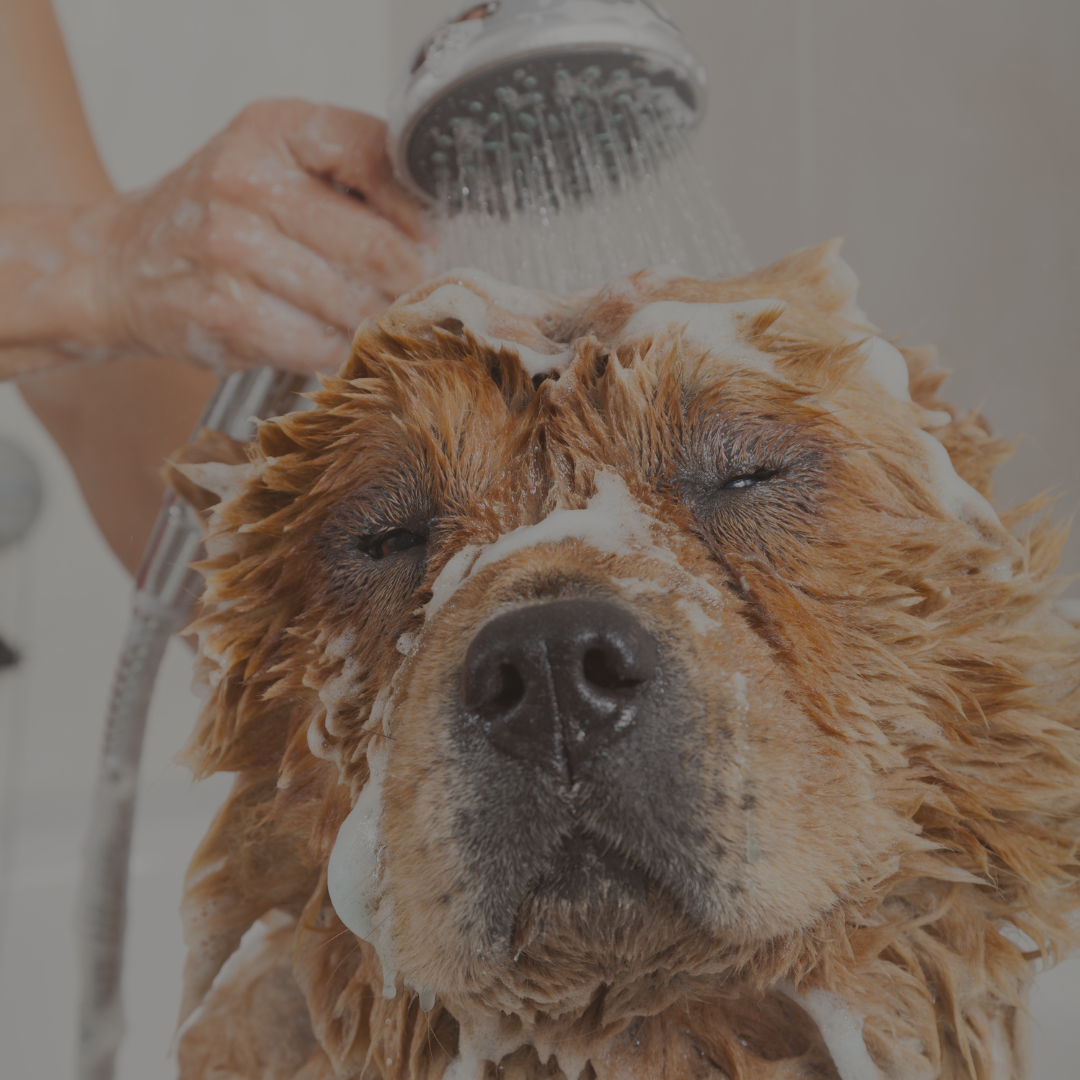 Hund wird beim Baden eingeseift – Pflege mit natürlichem Hundeshampoo
