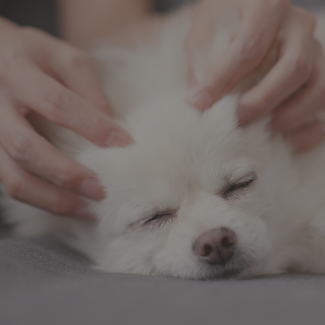 Hund genießt Massage – Beruhigendes Massageöl für entspannte Tierpflege