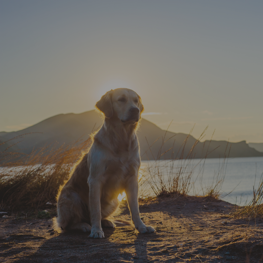 Hund bei Sonnenuntergang – Symbol für Stärke & Vitalität durch natürliche Mineralstoffe
