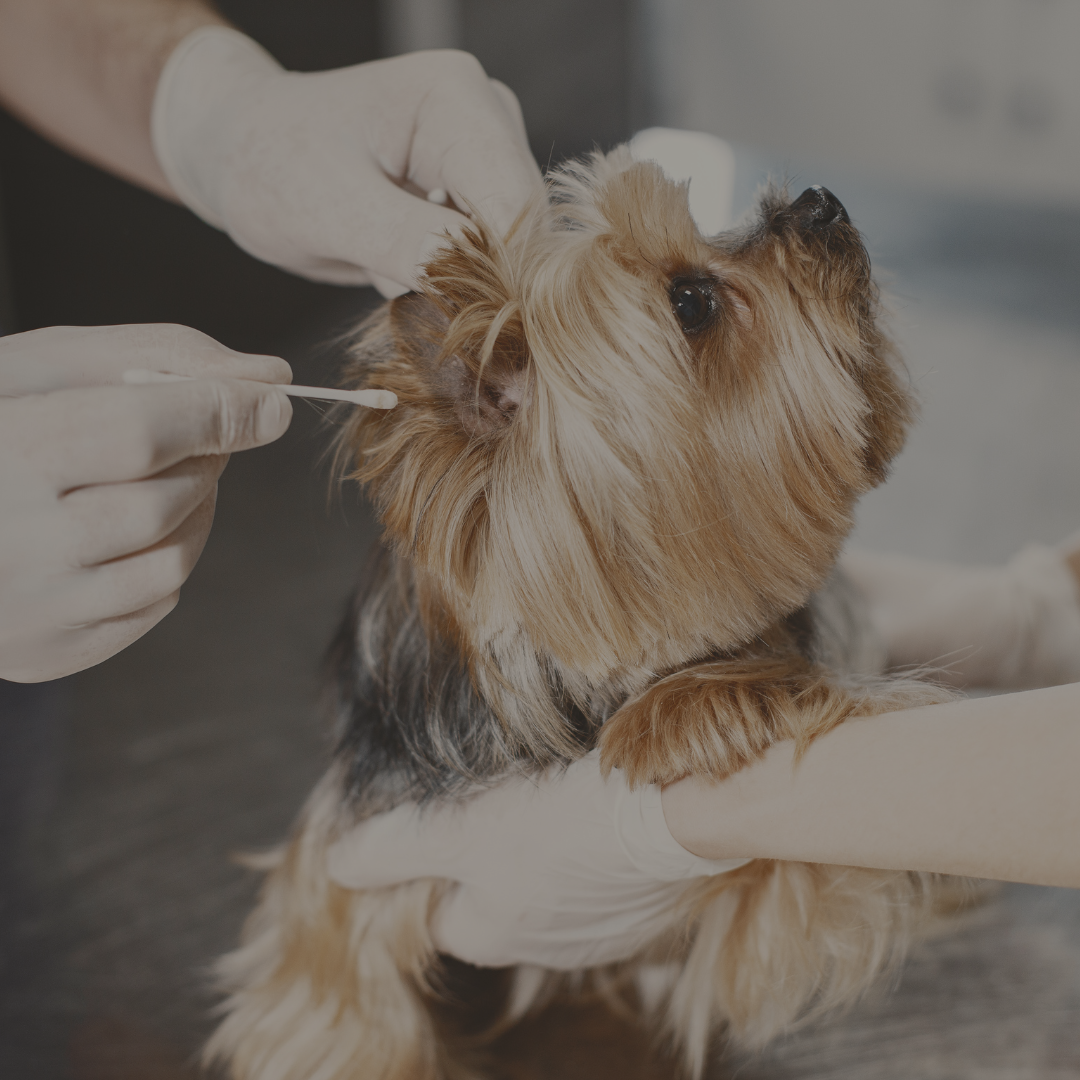 Pflege eines Hundes beim Tierarzt – Wundöl zur natürlichen Hautregeneration für Hunde & Katzen